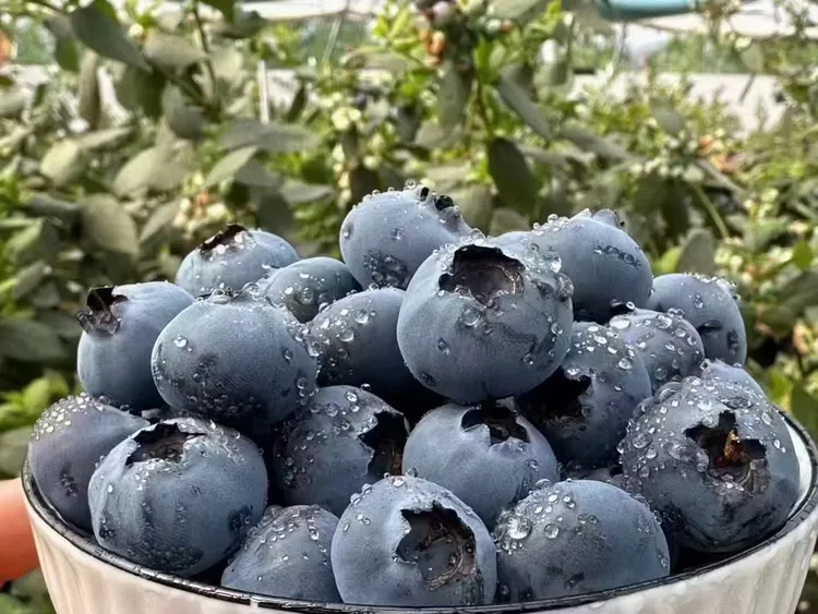 蓝莓鲜果新鲜纯甜水果大果超甜应季时令甜水果孕妇