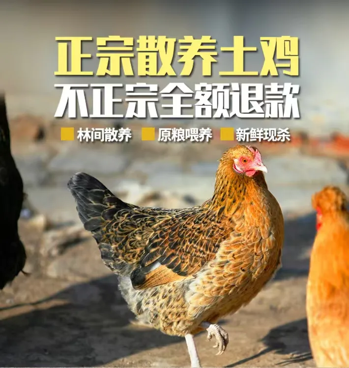 农村散养溜达鸡都是散养380天以上