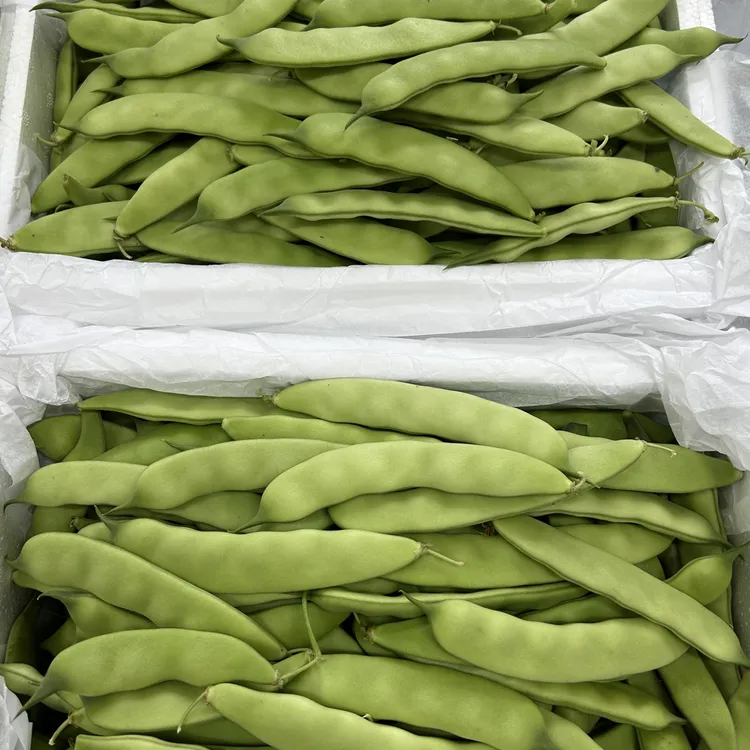 东北梨树农家自种九月青油豆角精品新鲜采摘三斤四斤斤顺丰包邮