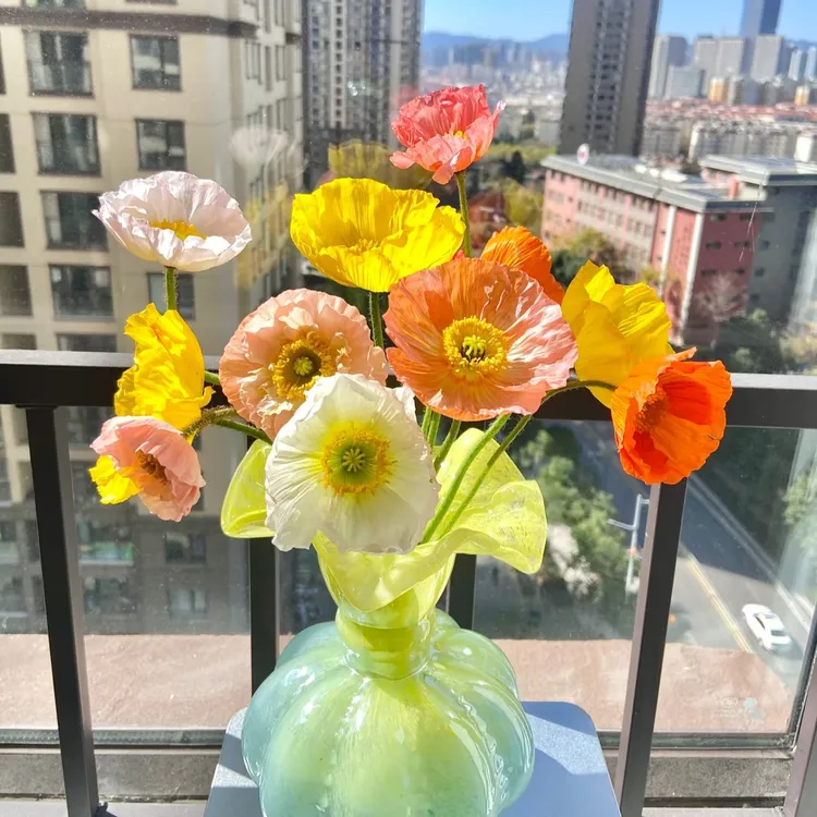 混色新鲜虞美人鲜切花柔美花材鲜花客厅家用水养插花