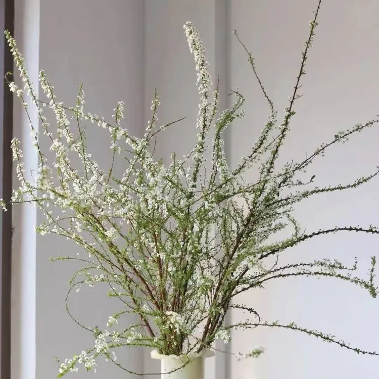 （2025鲜切雪柳白色）雪柳鲜枝水培耐寒开花室内绿植养成的干枝花卉