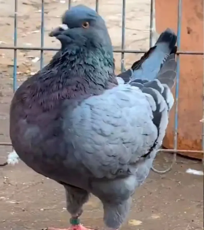 元宝鸽子一对鸽子大体元宝鸽肉鸽子活物落地王鸽子生鲜鸽子