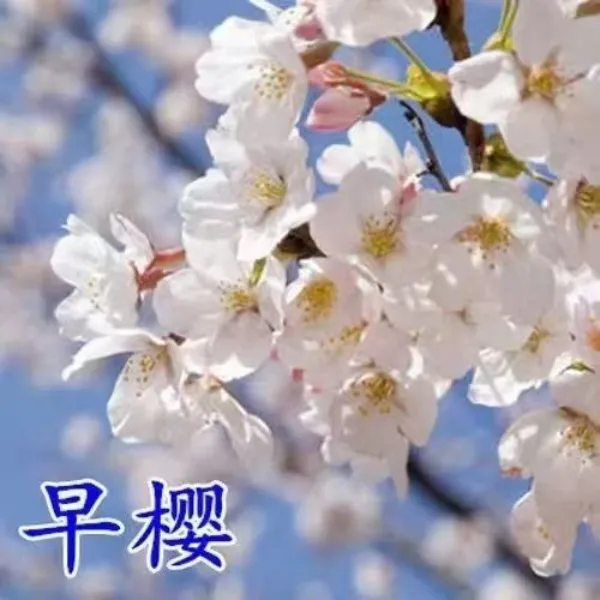 正宗重瓣樱花树苗盆栽阳台南北方种植庭院绿化耐寒花卉植物风景树