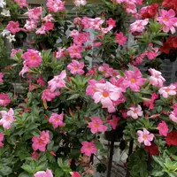 【粉色飘香藤】带花苞的万里飘香藤盆栽适合室内阳台庭院种植