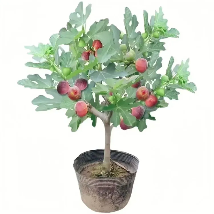 波姬红无花果树苗带果矮化盆栽南北方四季可种植