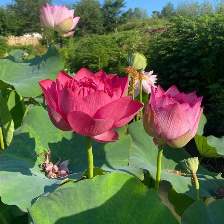 四季荷花藕苗池塘观赏性莲花藕种盆栽池塘水缸易种大型观赏荷花