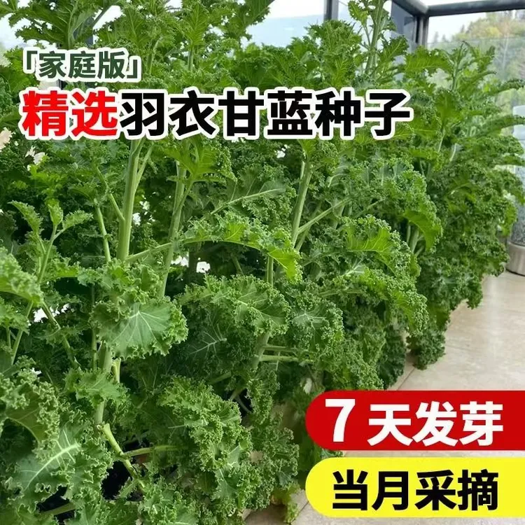 【全店满5包可发】羽衣甘蓝种子四季播种有机高钙耐寒食用橄榄菜