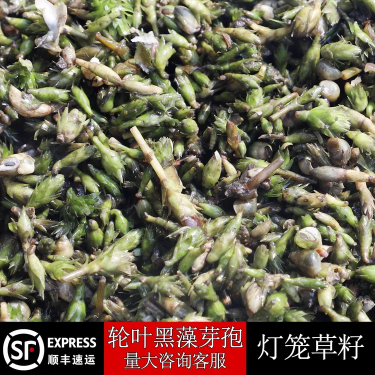 轮叶黑藻芽孢龙虾螃蟹养殖净化水质专用水草种子节节草籽灯笼泡种