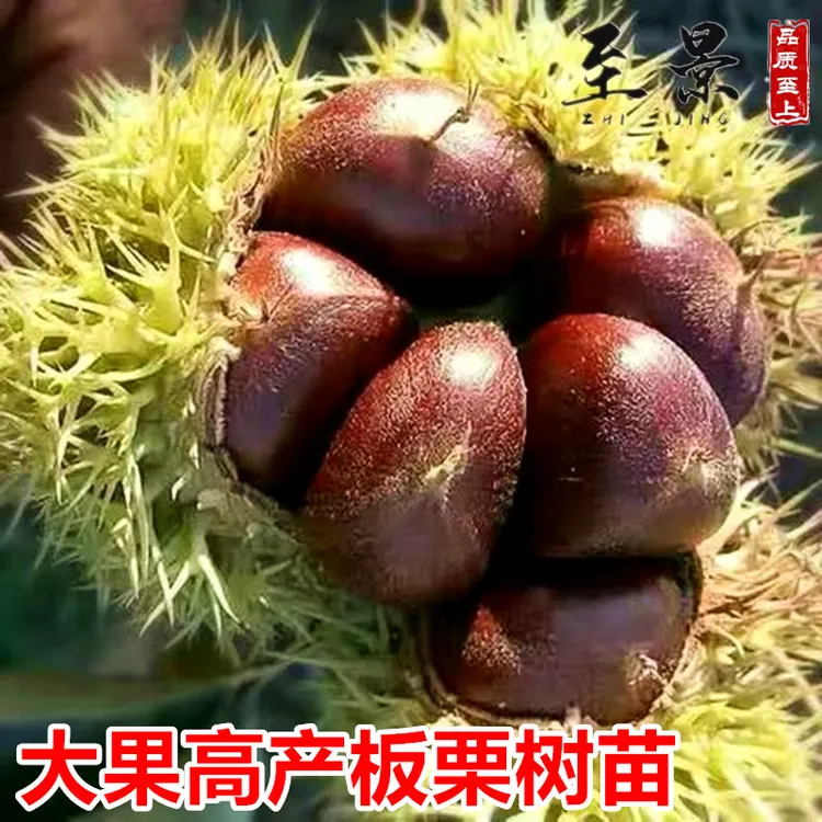 大红袍板栗树苗王中王迁西大板栗子树苗庭院果树苗盆栽耐寒南北方