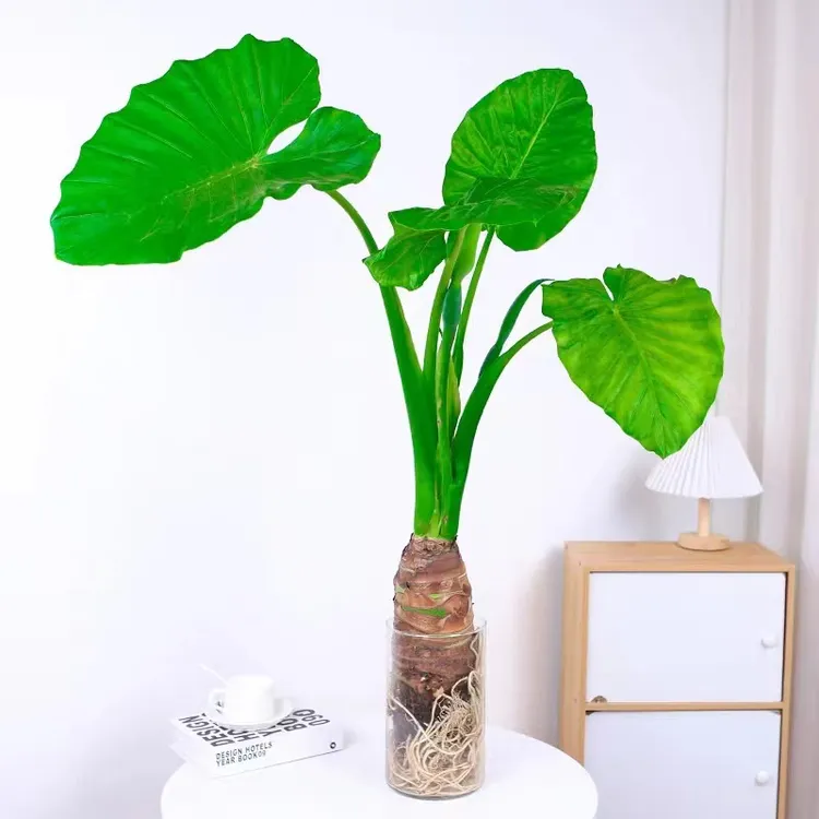 开花养护室内绿植大型网红水培土培室外茶室盆栽茶室飘枝盆栽绿植