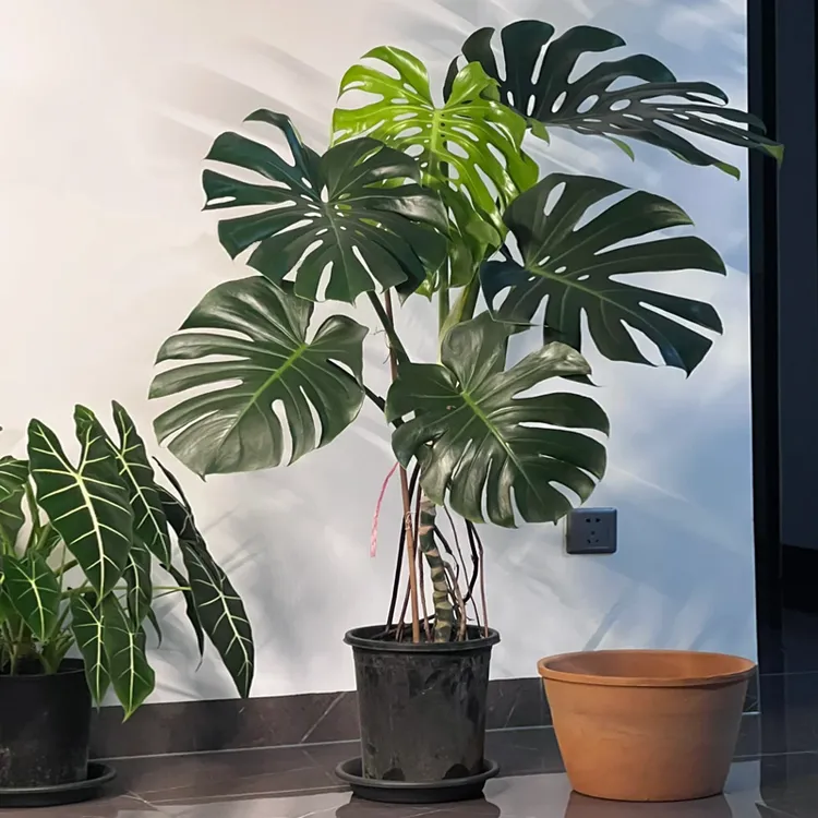 开背老桩龟背竹室内大型绿植一物一拍办公客厅摆放易活植物大盆栽