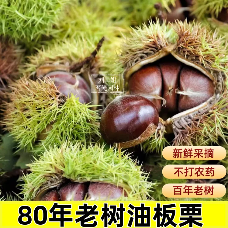 板栗生栗子新鲜2025生板栗老树栗子百年农家正宗品种油栗子
