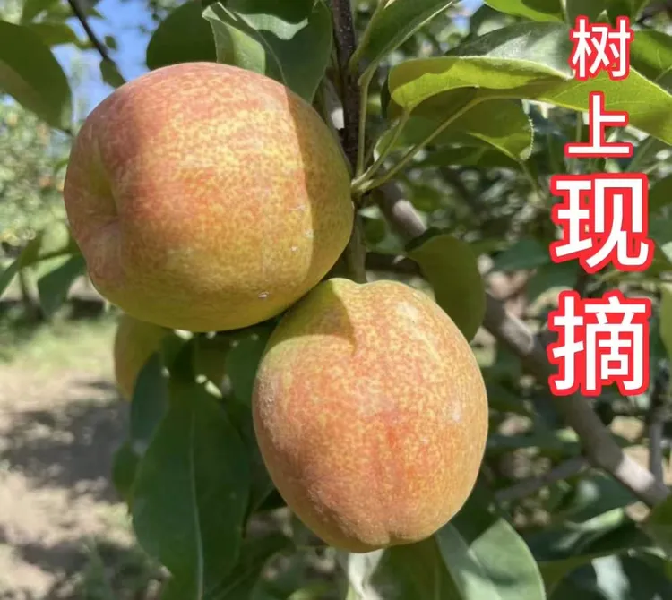 【顺丰包邮】新疆库尔勒香梨应季水果皮薄口感脆甜多汁