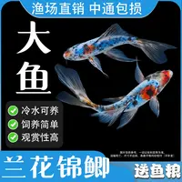 【兰花锦鲫】冷水草金鱼观赏鱼好养耐活热带自来水淡水长尾巴活鱼