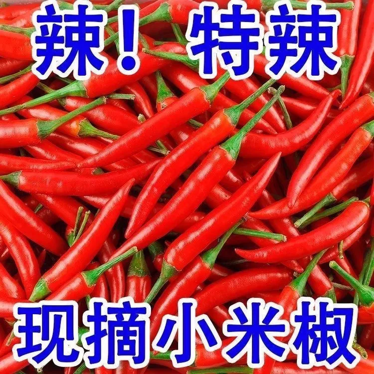 【云南小米辣椒】新鲜现摘农家自种小米辣椒指朝天椒蔬菜泡椒超辣