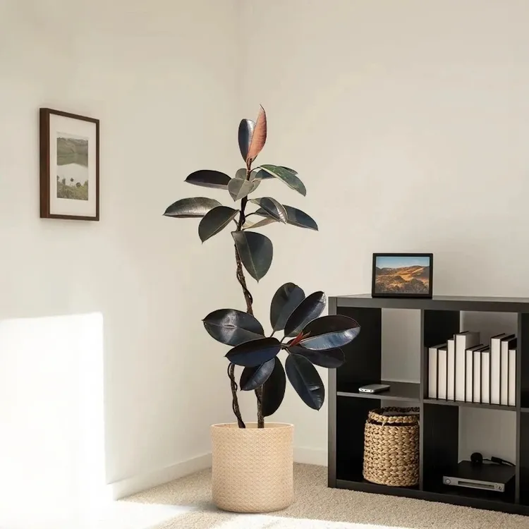 黑金刚橡皮树盆栽净化空气室内绿植办公桌盆栽四季常青好养植物