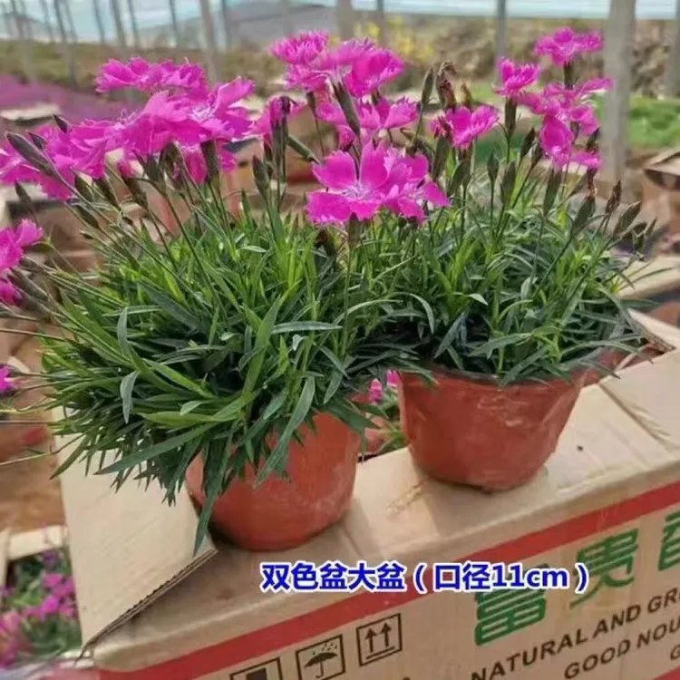 欧石竹初吻粉贝花卉盆栽花苗耐寒四季开花带花苞可庭院种植