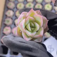 精品38白犀牛一米一颗