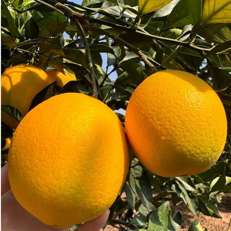 【京东顺丰】2025当季赣南核心产区现摘现发10斤大果爆汁甜坏果包赔