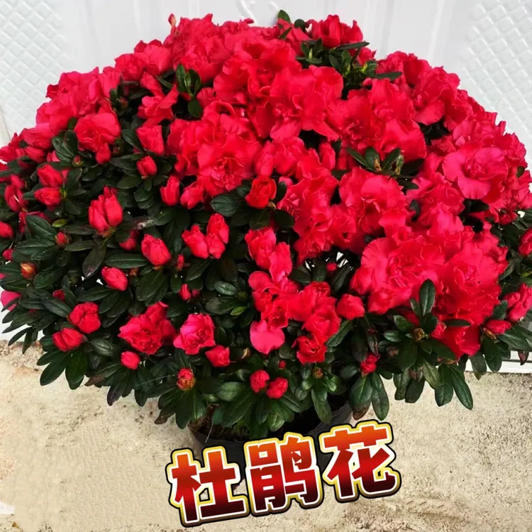 四季开花带花苞杜鹃花盆栽室内外好养易活花卉绿植【红45cm】