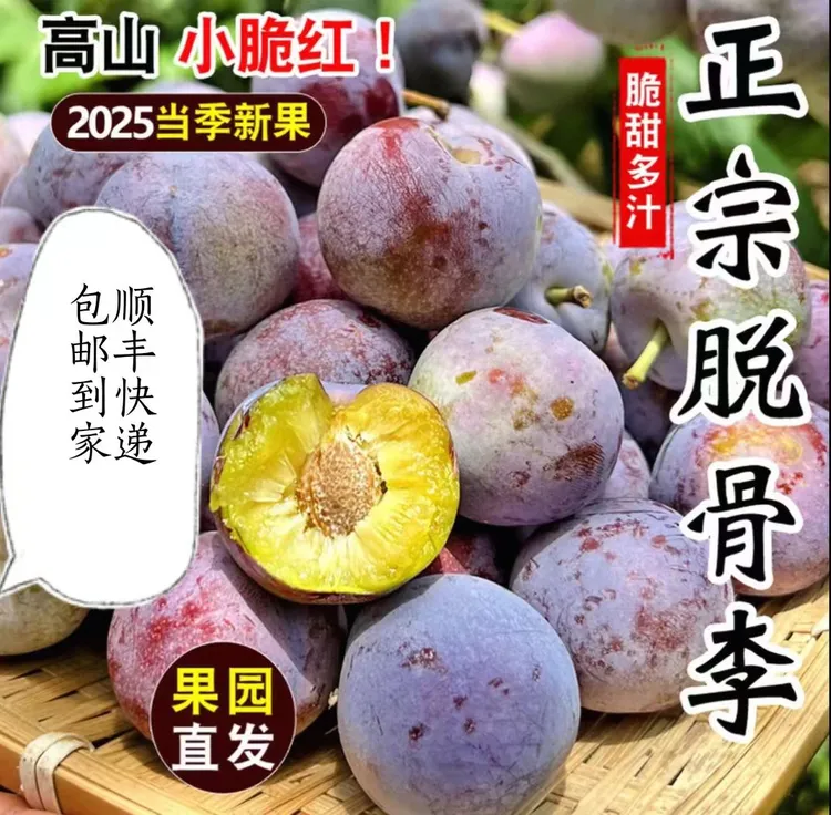 （顺丰快递）四川高山现摘现发脆红脱骨李子新鲜应季脆甜多汁水果