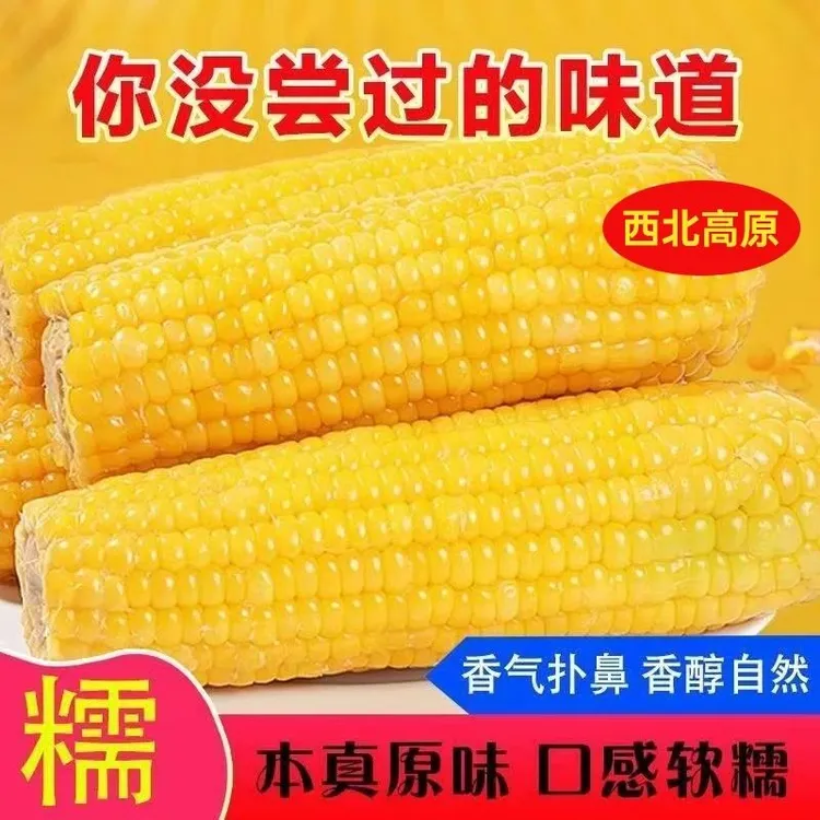 西北鲜食黄糯玉米早餐棒香糯可口真空包装糯玉米2025香甜粗粮新鲜