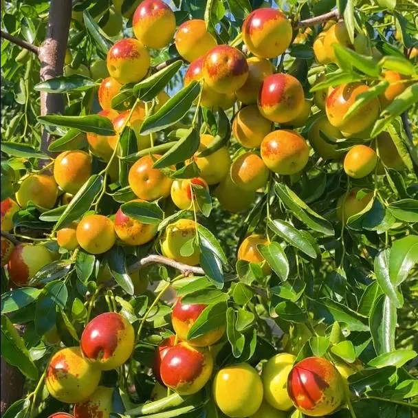 冬枣树苗特大冰糖脆枣树苗冬枣大果苗无核早熟盆栽地栽商品图