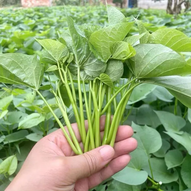 现摘现发新鲜食用红薯叶嫩尖天然蔬菜当季尝鲜