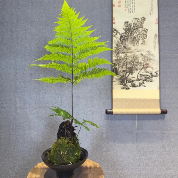 金丝虹鳞蕨苔藓球水培室内绿植懒人植物好养易活