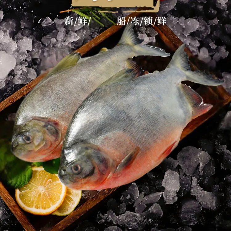 新鲜大个红鲳鱼鲜活速冻鲳鱼红烧酱焖麻辣