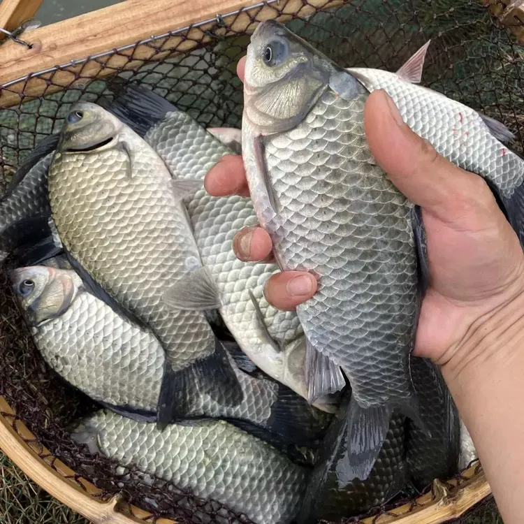 彭泽鲫鱼 彭泽大鲫  大板鲫鱼  高背鲫   麻鲫 宠物活体观赏鱼