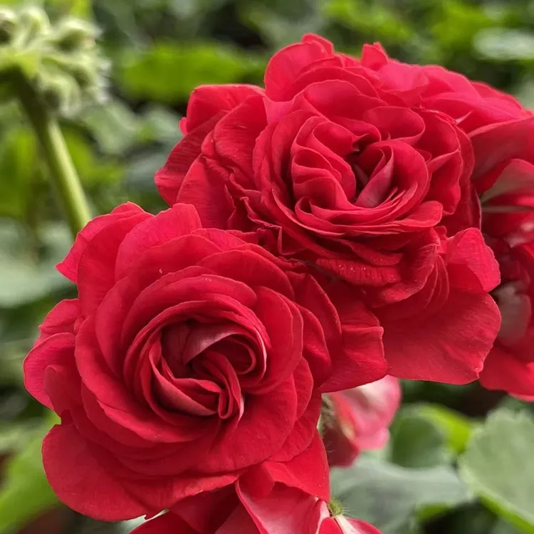 邓肯～红色玫瑰花天竺葵勤花包对版