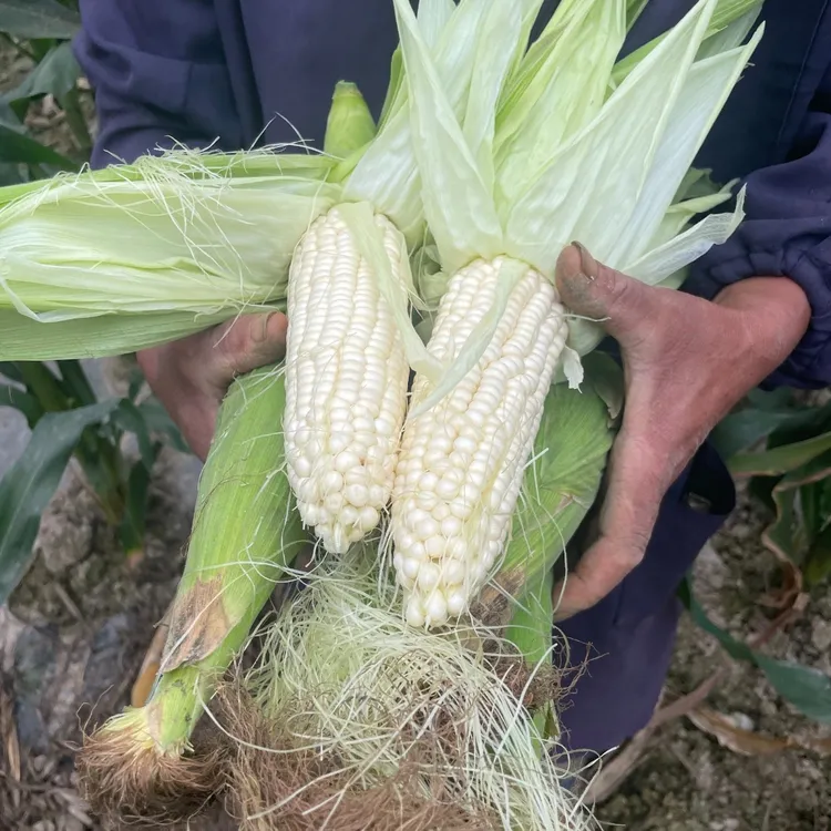 （糯玉米）湘西本地新鲜现摘香甜嫩糯带壳白糯玉米多产地供应