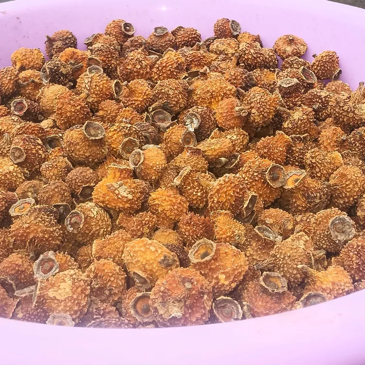 贵州省盘州市精品刺梨