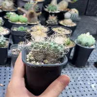 双头升云龙56665556999