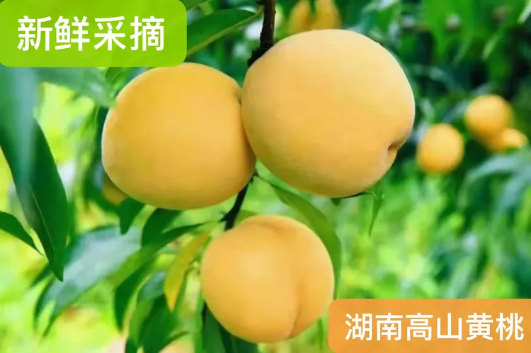 湖南怀化高山黄桃 新鲜采摘 香甜可口