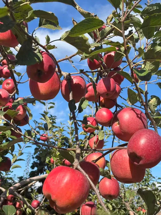 精品果云南昭通正宗冰糖心红富士丑苹果脆甜多汁水分足新鲜采摘