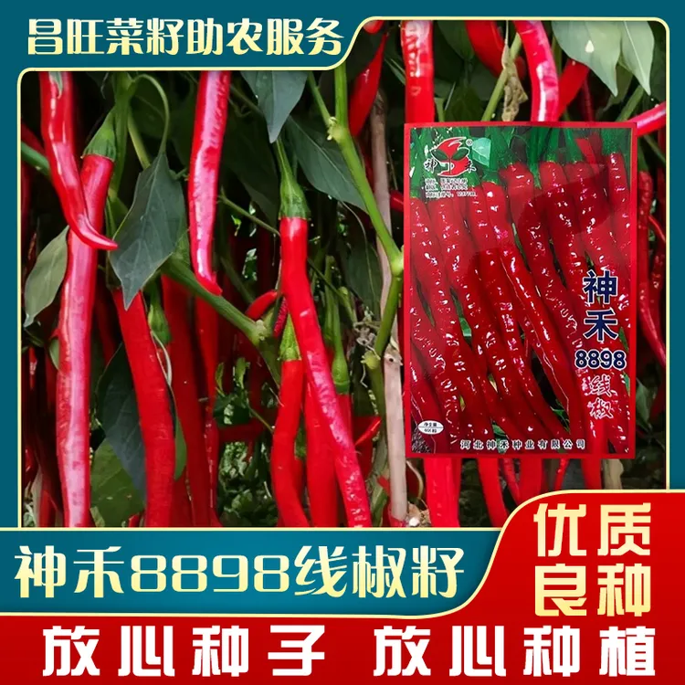 超长香辣线椒种子薄皮春秋易种早熟种神禾8898线椒种子（拍一发二）