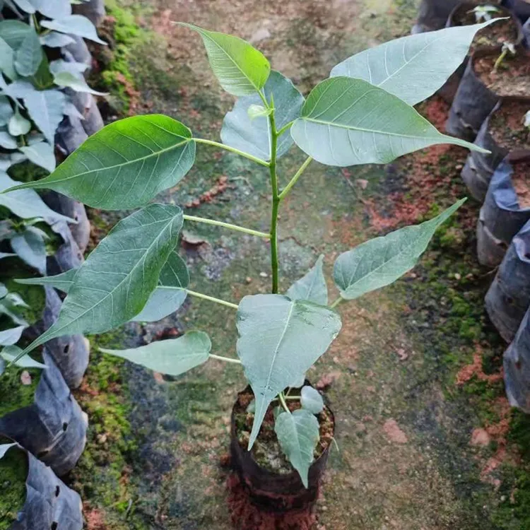 正宗菩提树苗佛门圣树平安树佛树菩提榕树庭院金刚菩提树树苗