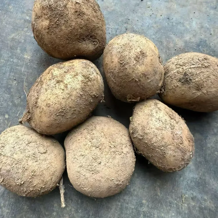 云南大山包小黑紫七彩小土豆绿色种植好吃又营养