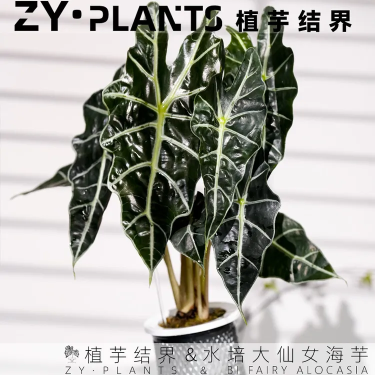 「植芋结界」水培大仙女海芋INS风室内观叶办公室净化空气好养绿植