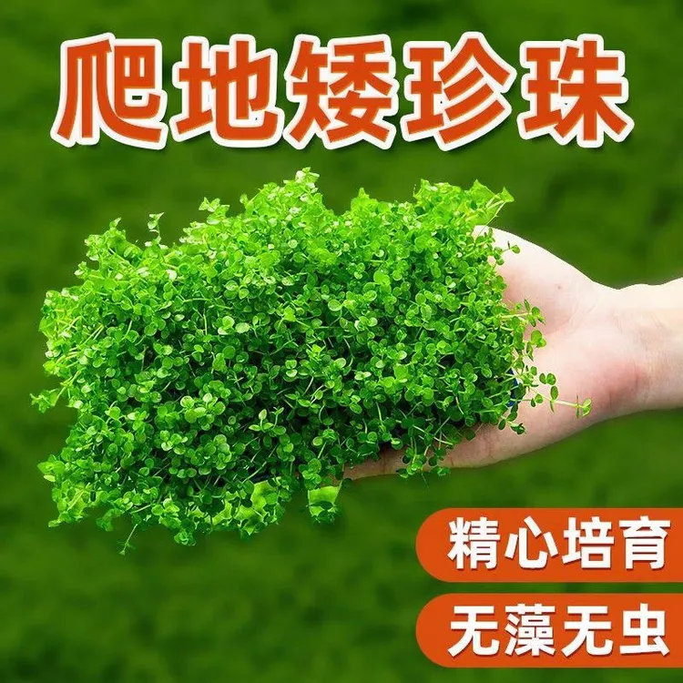 【不损坏水质】趴地矮珍珠无菌杯爬地迷你小坨淡水鱼缸造景水草植