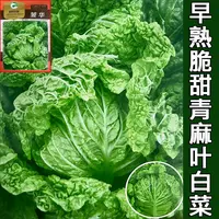 贵州高山本地火锅菜麻叶菜叶子多菜小时候的味道