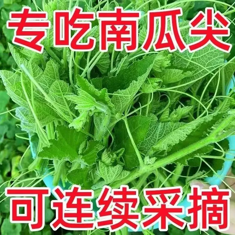 【南瓜尖种子】专吃南瓜藤春秋季播种南瓜藤茎嫩叶瓜果菜园蔬菜种子商品图