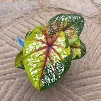野蜂飞舞泰国彩叶芋58-0928