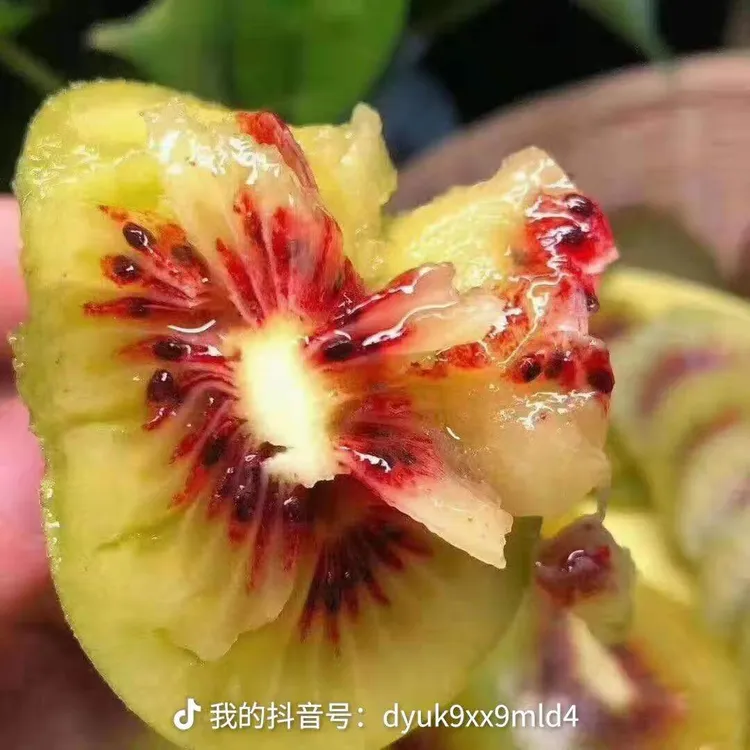 四川苍溪红心猕猴桃新鲜当季孕妇水果香甜奇异果正宗维C鲜果