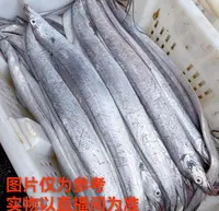  大连发货 野生残刀鱼（顺丰包邮）介意残断破肚掉磷勿拍