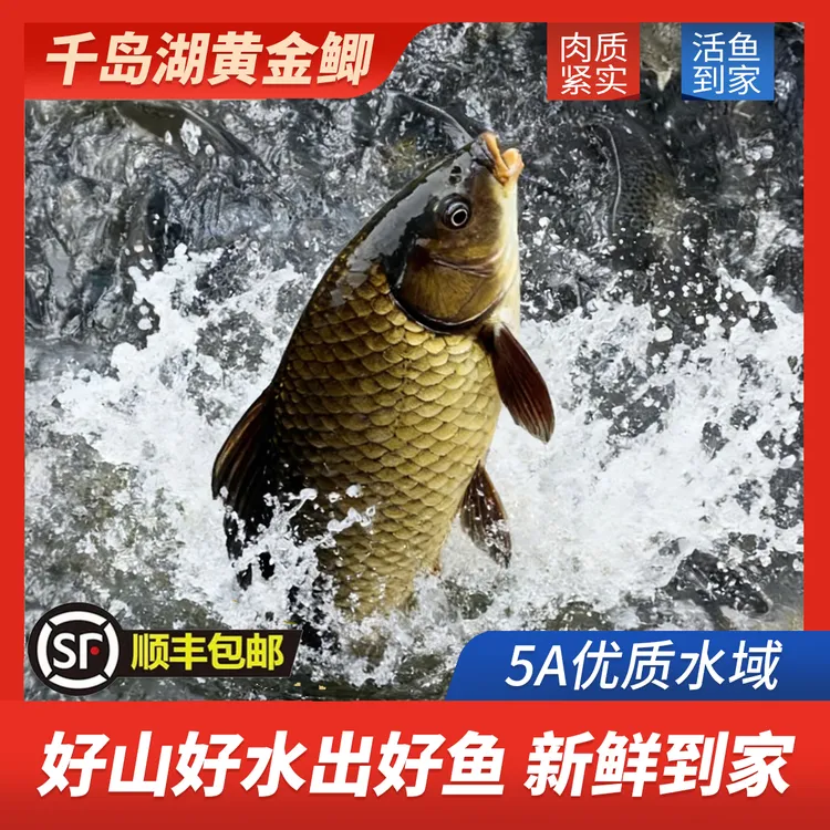 【四季发财】千岛湖生态黄金鲫鱼活鱼现捕捞送货上门6两以上/条