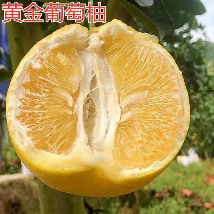黄金葡萄柚子苗嫁接柚子树苗甜柚蜜柚子果树苗沙田柚子苗当年结果