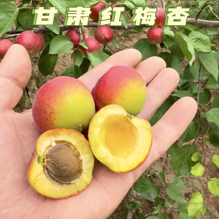 陇原心选甘肃红梅杏酸甜新鲜当季孕妇水果甜核杏多汁小红杏3/5斤